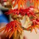 Конструктор Lego Botanicals Бонсай з японського червоного клена, 10348, комбінований