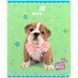 Зошит шкільний Kite Studio Pets (SP26-238), 24 аркуші, клітинка