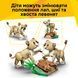 Конструктор Lego Дикие животные: Величественный лев Creator (31386)