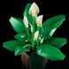 Конструктор Lego Botanicals Спатифиллум (11504)