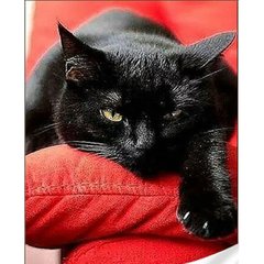 Набор для творчества алмазная картина Черный котик Strateg размером 30х40 см кр (GM85952)