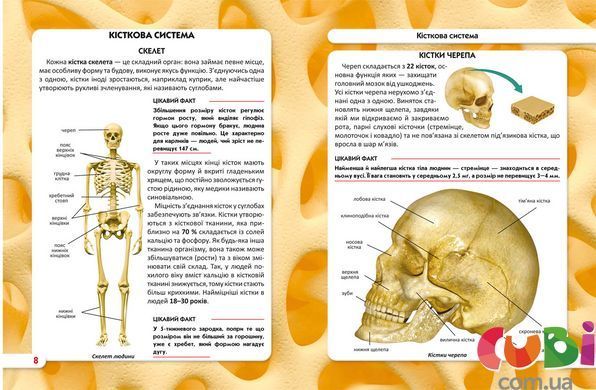 Книга Мир вокруг нас Тело человека - Дмитрий Турбанист