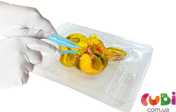 Развивающий набор Slimy Lab &laquo;Анатомия животных - Гремучая змея&raquo;